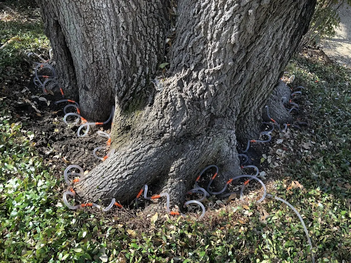 Detailed Tree Cabling and Bracing job site in Hooppole