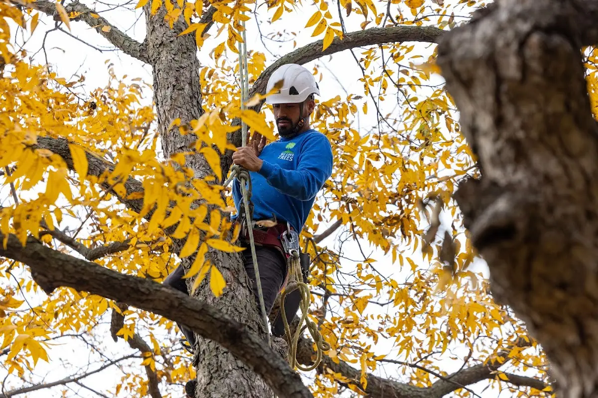 Skilled Tree Trimming crew working in Hooppole